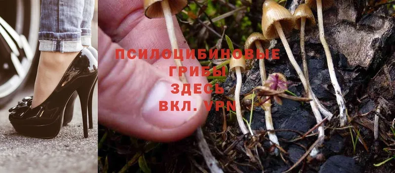 Галлюциногенные грибы Psilocybine cubensis  купить   Боготол 